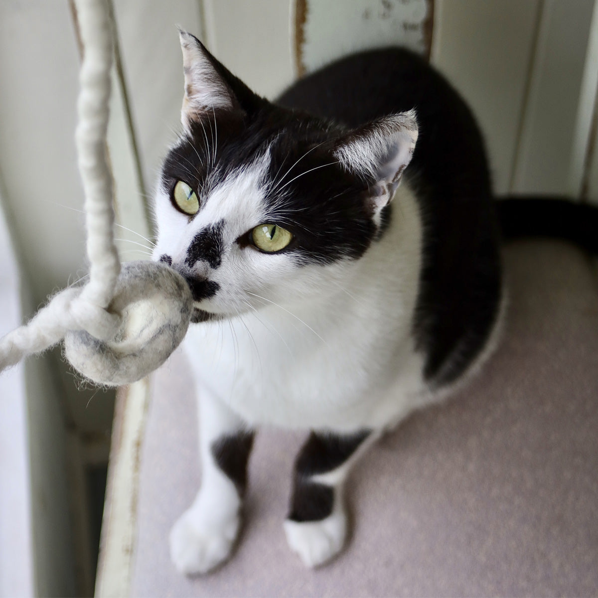 cat ring toy