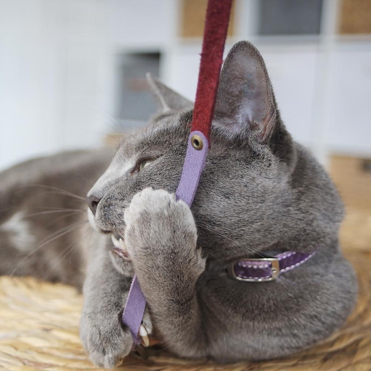 Nominoo Cat Toy Snake, Leather Charmer For Toy Attachments | at Made Moggie