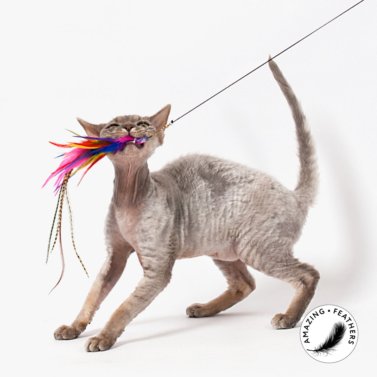 Profeline Brazil Reill Cat Toy, With Big, Bright Feathers | at Made Moggie