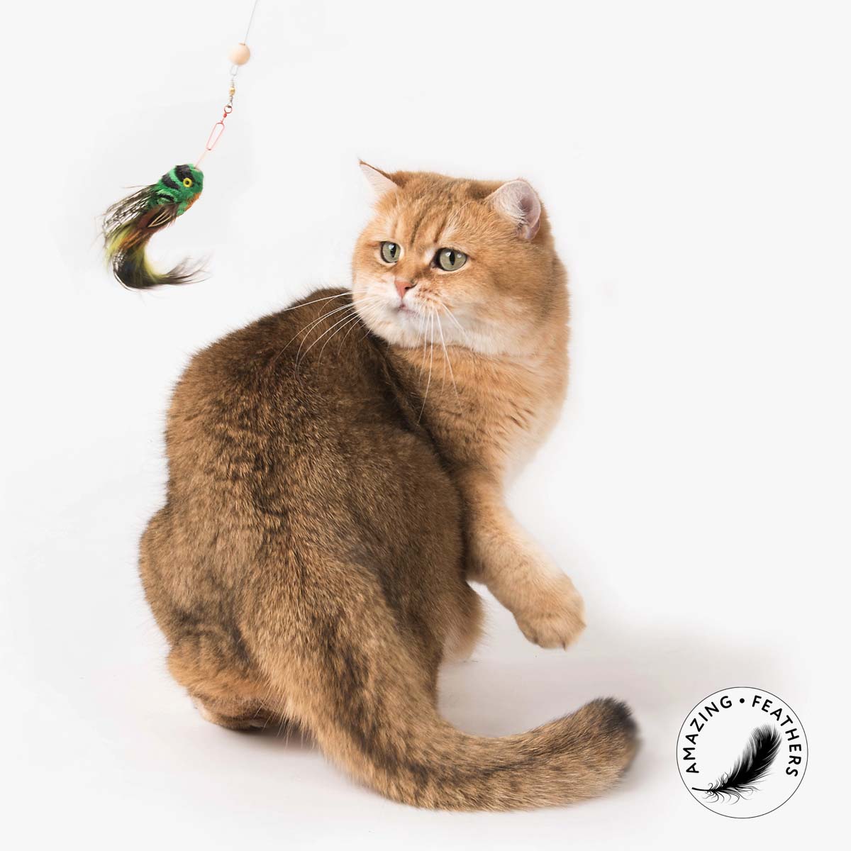 Flying cat outlet toy