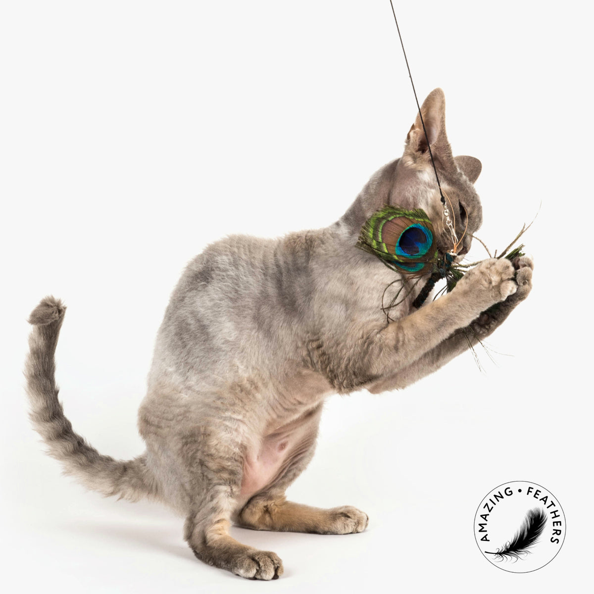 Profeline Feather Cat Toy, Papillon Peacock Refill | at Made Moggie