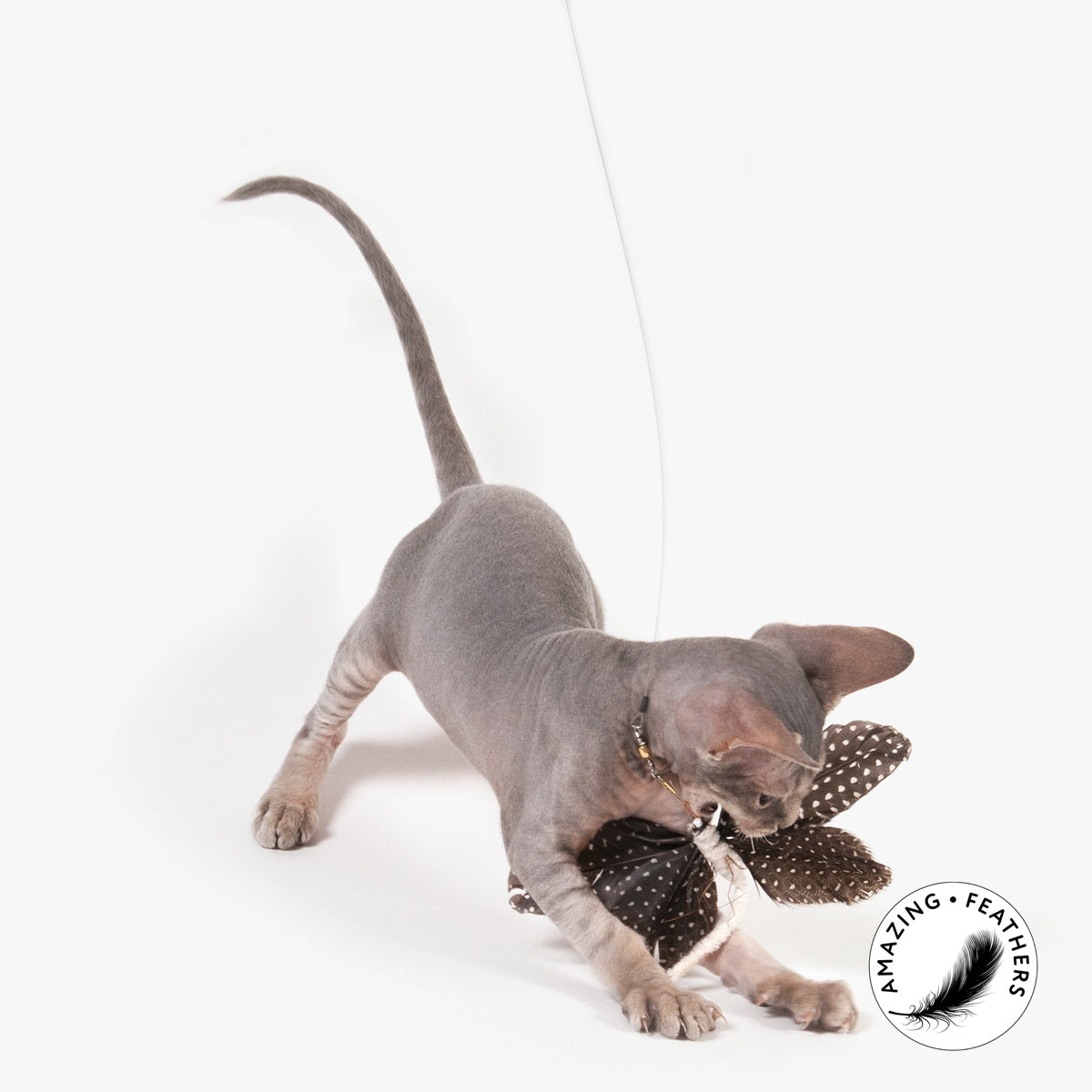 Hairless hotsell cat toy