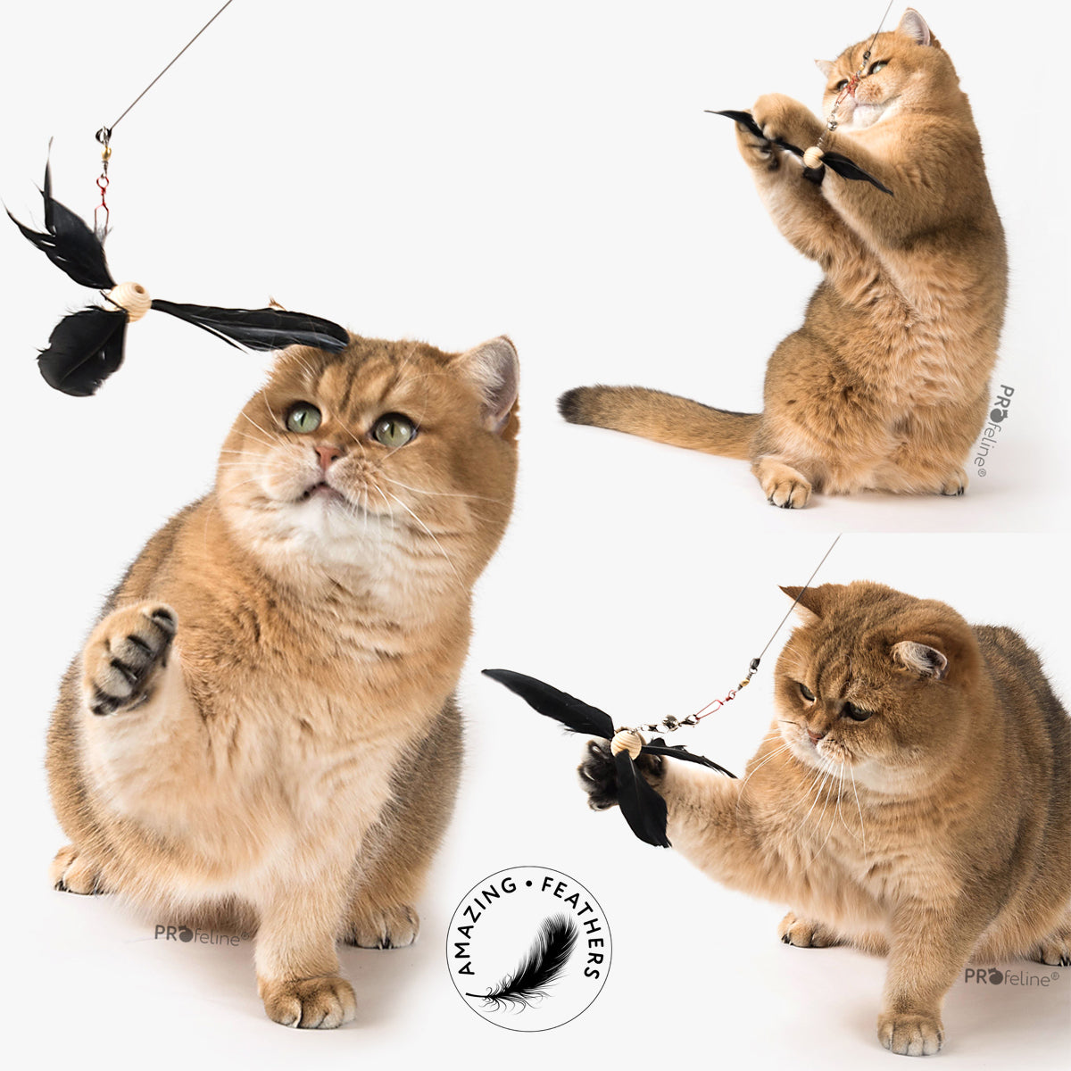 Cat Harness Leash - Nylon Webbing (12 Colours)