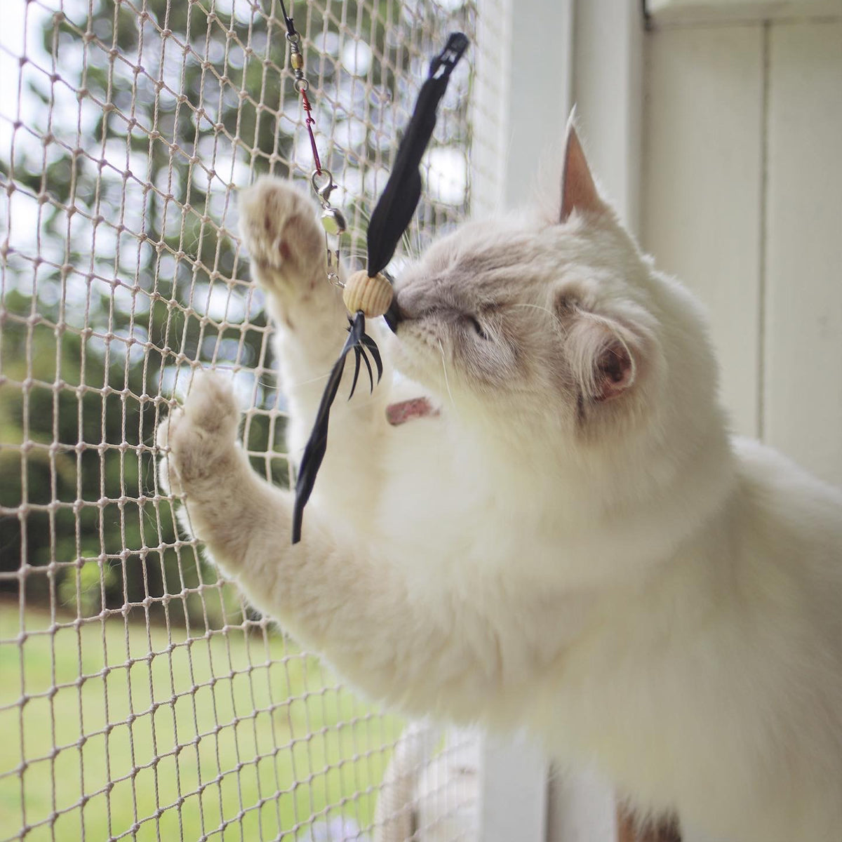 Cat Harness Leash - Nylon Webbing (12 Colours)