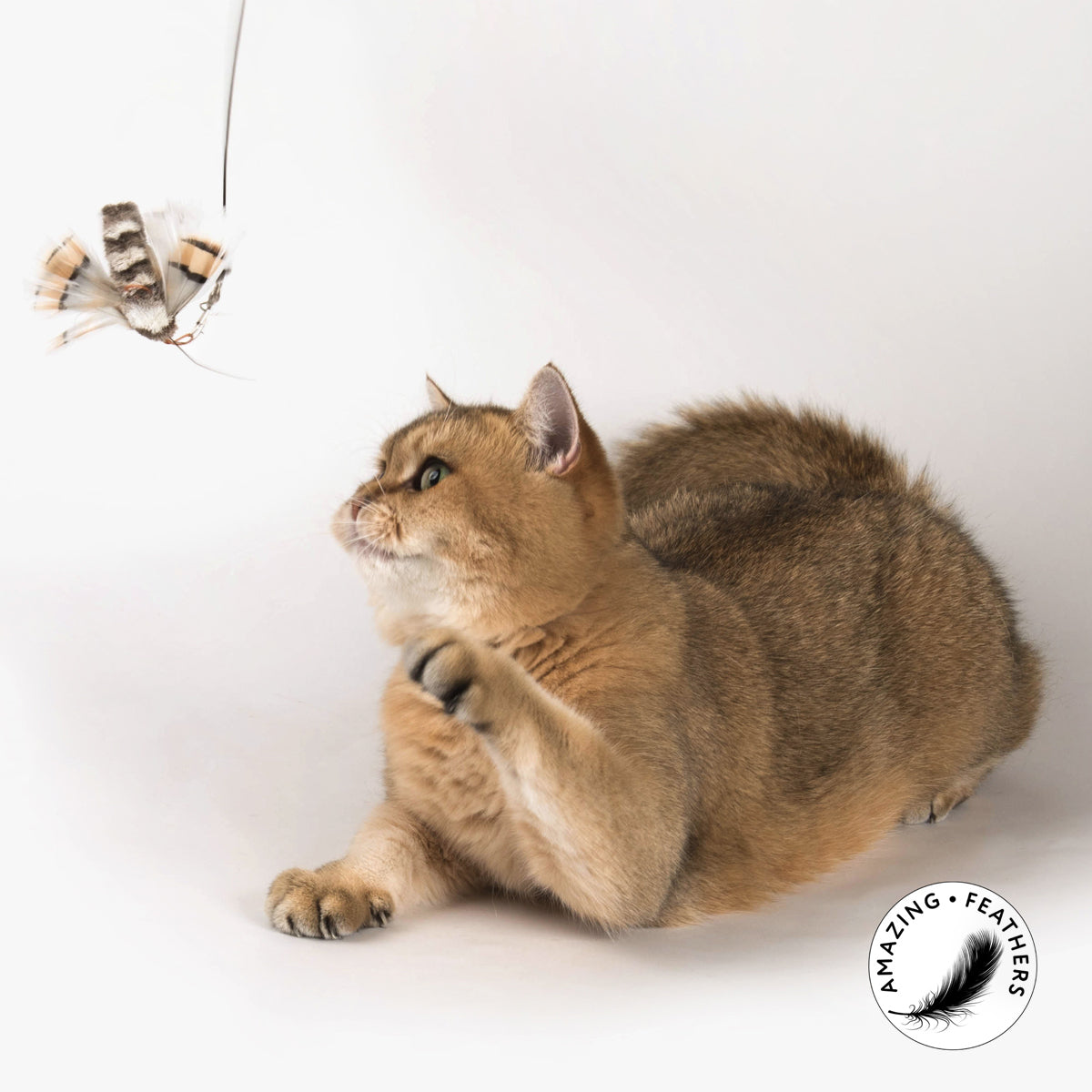 Profeline Butterfly Feather Cat Toy, Special Edition Buzz | at Made Moggie