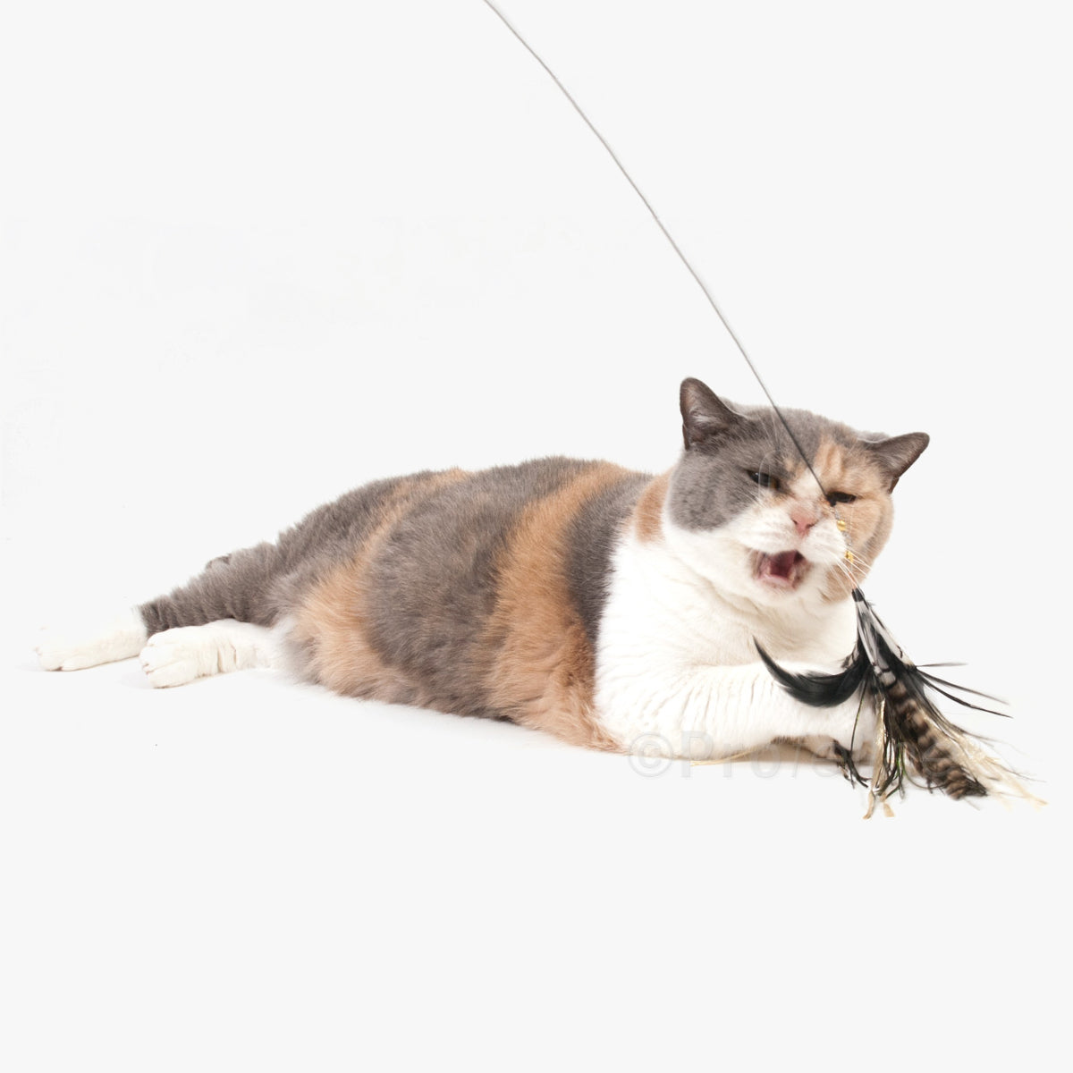 Profeline Tiger Refill Feather Cat Toy, Attachment For Wands | at Made Moggie