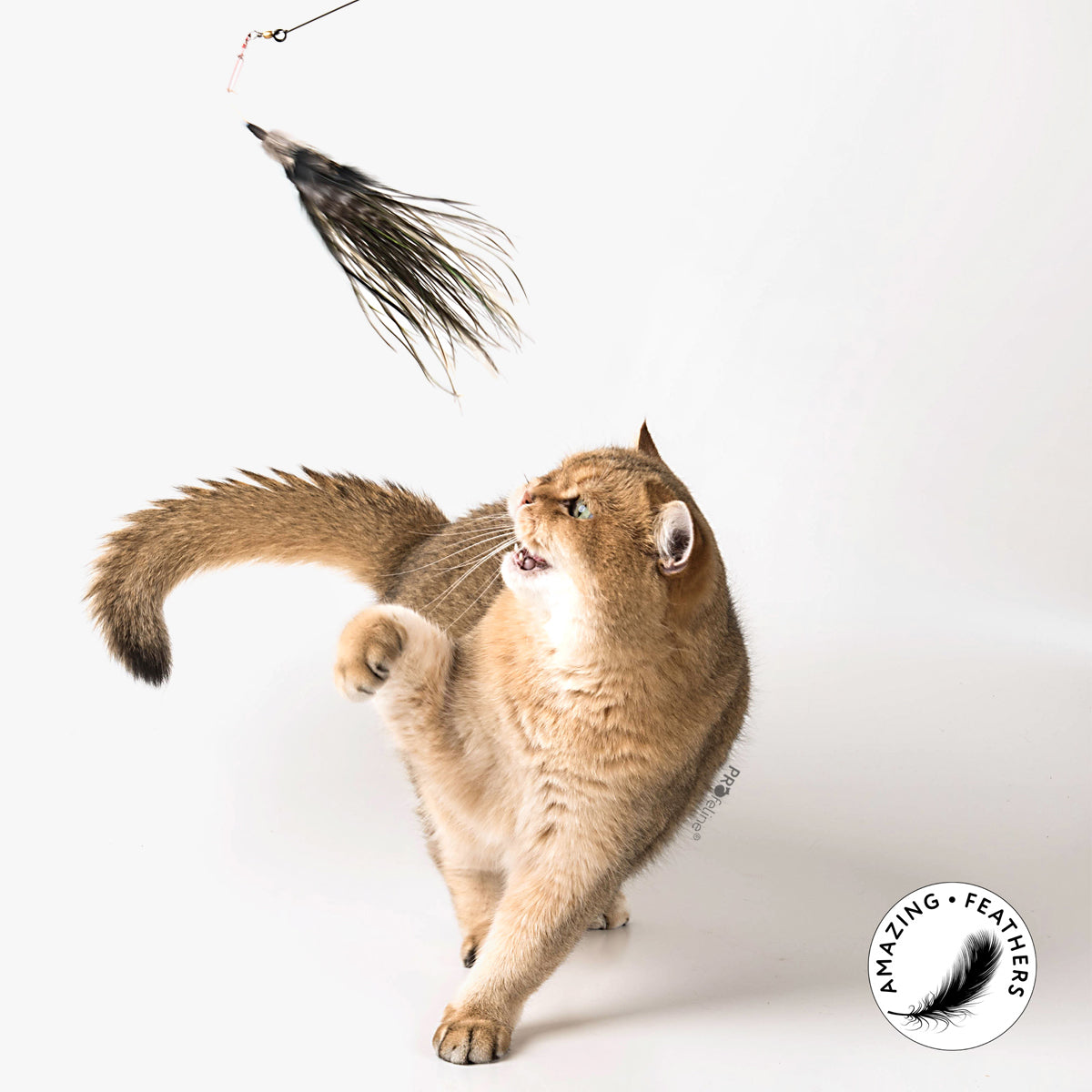 Profeline Feather Cat Toy, Tiger Refill For Wands | at Made Moggie
