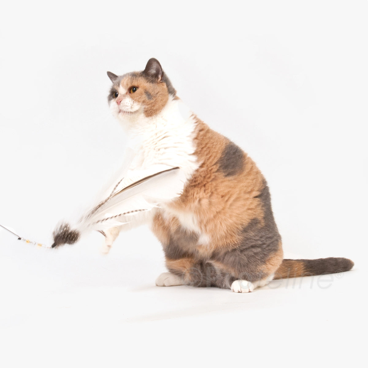 Profeline Turkey Feather Cat Toy | at Made Moggie