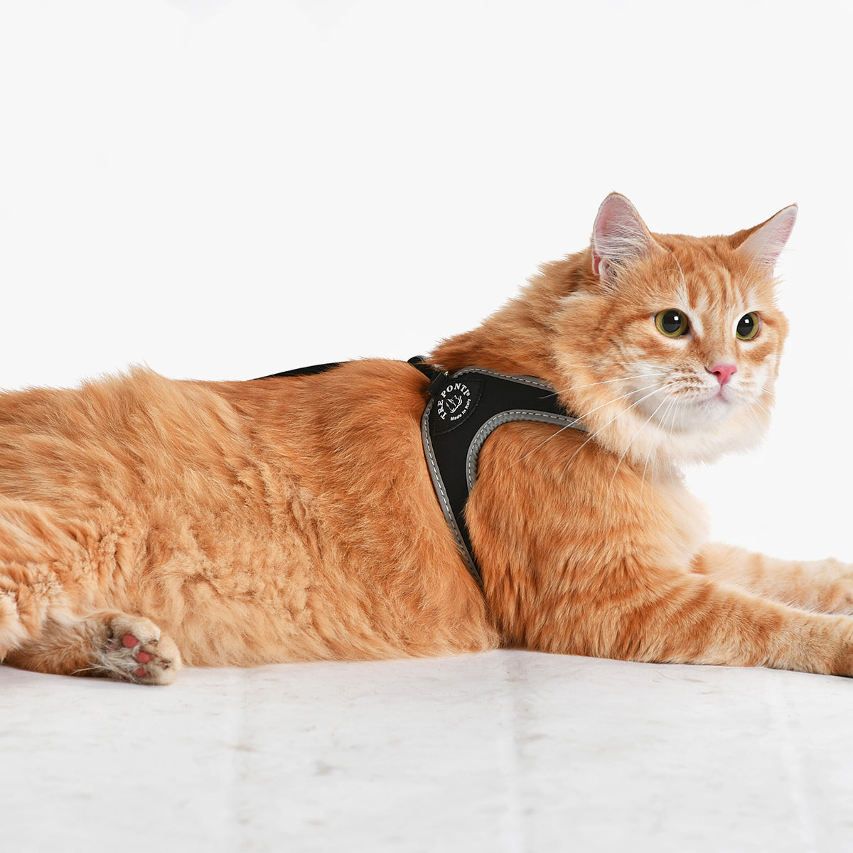 Tre Ponti Adjustable Cat & Kitten Harness, Genesis Silver In Black | at Made Moggie